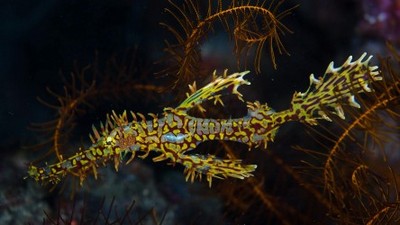 Croisière îles Similan