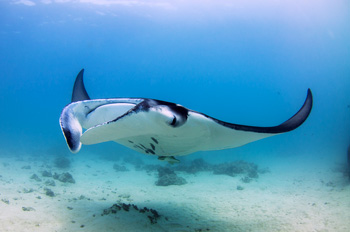 Croisière pour les îles Similan
