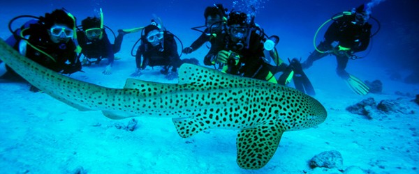 croisière Thaïlande, Croisière de 8 jours et 7 nuits pour les îles, Hin Daeng - Hin Muang - Koh Ha – Phi Phi, Similan, Koh Bon, Koh Tachai, Koh Surin, Richelieu Rock et l’épave du King Cruiser et du Boon Sung en Thaïlande croisière Thaïlande, Croisière de 8 jours et 7 nuits pour les îles, Hin Daeng - Hin Muang - Koh Ha – Phi Phi, Similan, Koh Bon, Koh Tachai, Koh Surin, Richelieu Rock et l’épave du King Cruiser et du Boon Sung en Thaïlande
